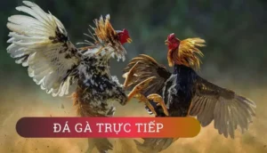 Cách Chơi Đá Gà 3D Tại W88: Hướng Dẫn Chi Tiết Cho Tân Thủ