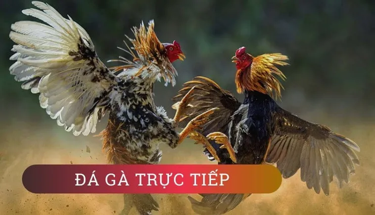 Cách Chơi Đá Gà 3D Tại W88: Hướng Dẫn Chi Tiết Cho Tân Thủ