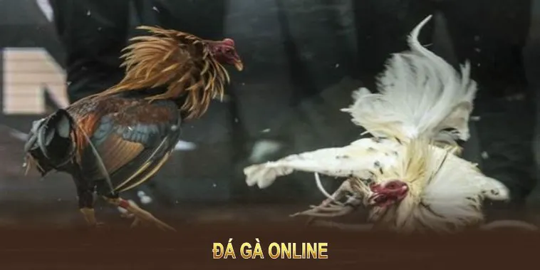 Hướng Dẫn Chơi Đá Gà WS168 Tại W88: Bí Quyết Thắng Lớn