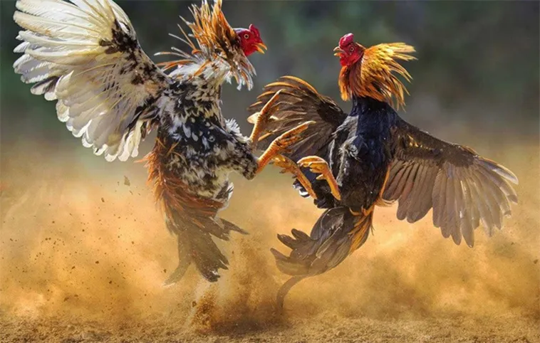 Bí Quyết Tham Gia Đá Gà W88 Hiệu Quả Cho Người Chơi Mới